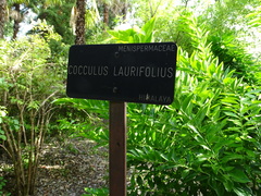Cocculus laurifolius