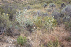 Lasiosiphon burchellii