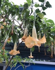 Brugmansia versicolor