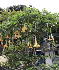 Brugmansia versicolor