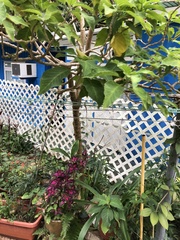 Brugmansia versicolor