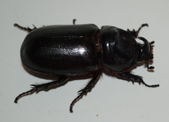 Oryctes monoceros