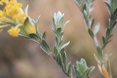 Lasiosiphon burchellii