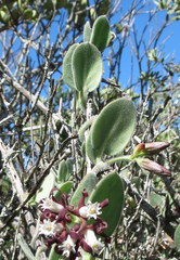 Cynanchum africanum