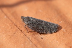 Cixidia pilatoi
