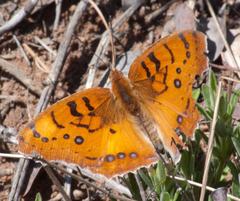 Catacroptera cloanthe cloanthe