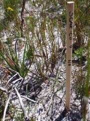 Babiana ringens australis