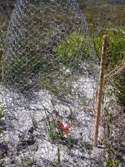 Babiana ringens australis