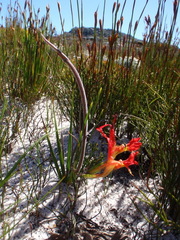 Babiana ringens australis