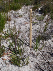Babiana ringens australis
