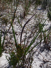 Babiana ringens australis