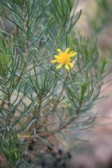 Euryops floribundus