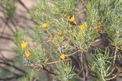 Euryops floribundus