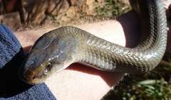 Lycodonomorphus inornatus