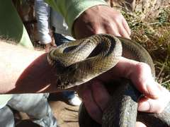 Lycodonomorphus inornatus