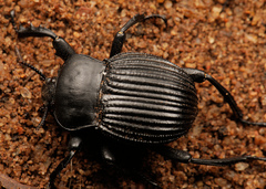 Gonopus tibialis