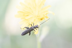 Oedemera atrata