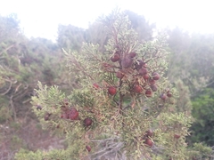 Juniperus turbinata