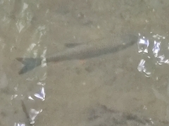 Squalius cephalus