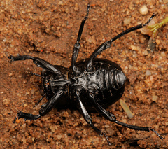 Gonopus tibialis