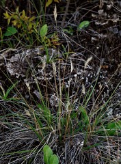 Danthonia intermedia riabuschinskii