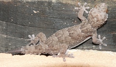 Chondrodactylus bibronii