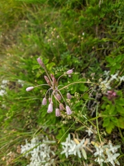 Allium paniculatum