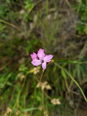 Dianthus capitatus
