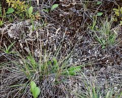 Danthonia intermedia riabuschinskii