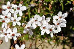 Pharnaceum aurantium