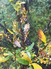 Salix raupii