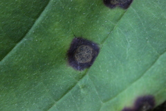 Sphaerulina cornicola