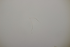 Sphaerulina cornicola