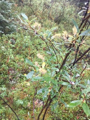 Salix raupii