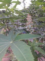 Ricinus communis