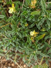 Teucrium montanum jailae
