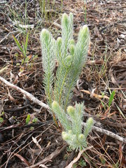 Leucadendron corymbosum