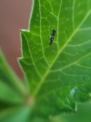 Eupteryx decemnotata