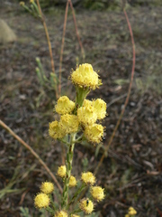 Leucadendron corymbosum