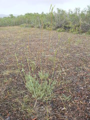 Leucadendron corymbosum