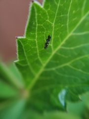 Eupteryx decemnotata