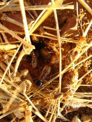 Hodotermes mossambicus