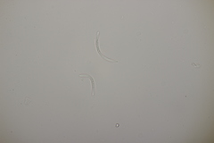 Sphaerulina cornicola