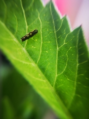 Eupteryx decemnotata