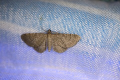 Eupithecia plumbeolata