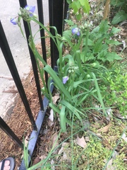Tradescantia ohiensis