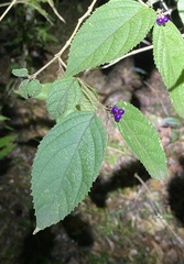 Callicarpa pedunculata