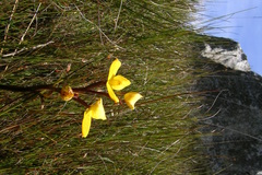 Disa aurata