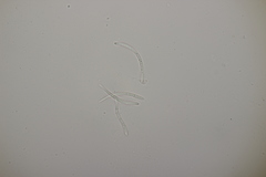 Sphaerulina cornicola