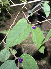 Callicarpa pedunculata